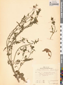 MAG 0006114