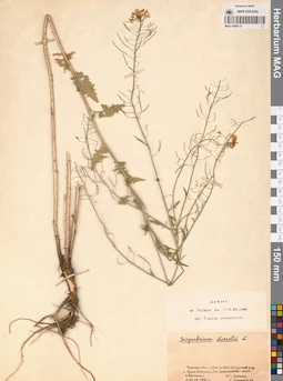 MAG 0006115