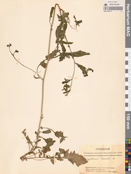 MAG 0006116