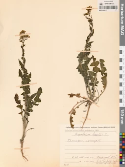 MAG 0006117
