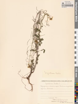MAG 0006118