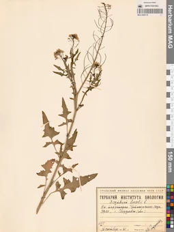 MAG 0006119