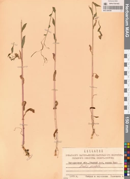 MAG 0006399