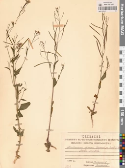 MAG 0006401