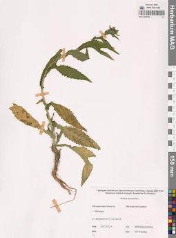 MAG 0006402