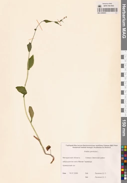 MAG 0006403