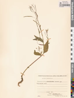 MAG 0006405