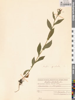 MAG 0006409