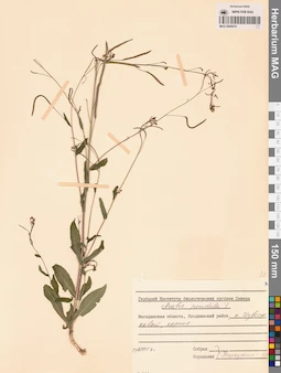 MAG 0006410
