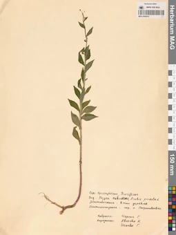 MAG 0006412
