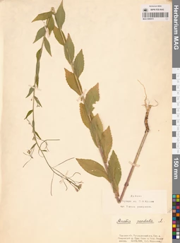 MAG 0006415