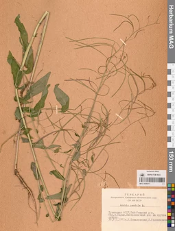 MAG 0006417