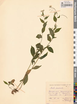 MAG 0006418