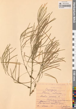 MAG 0006420