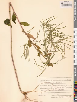 MAG 0006421