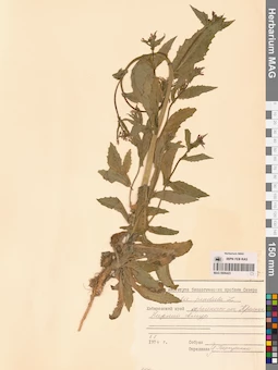 MAG 0006423
