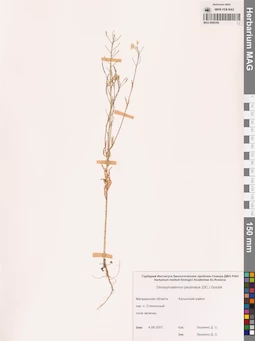 MAG 0006359