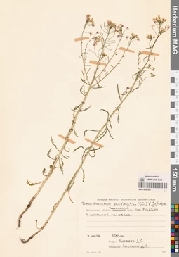 MAG 0006364