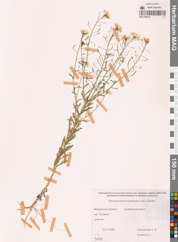MAG 0006370