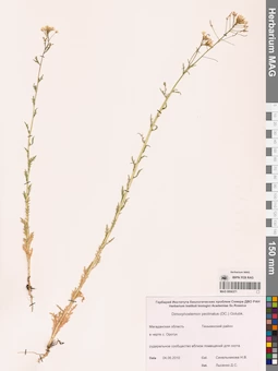 MAG 0006371