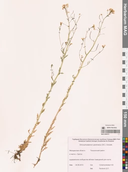 MAG 0006372