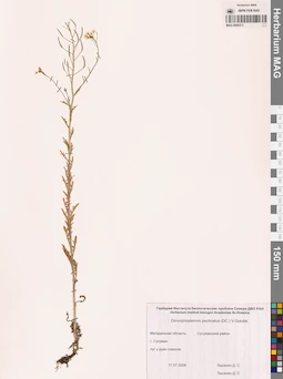 MAG 0006373
