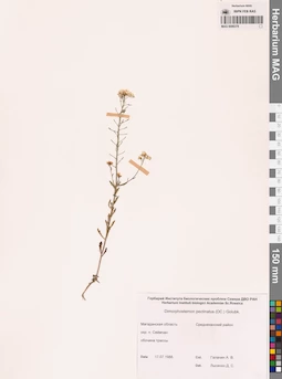 MAG 0006378