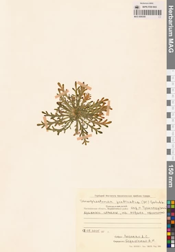 MAG 0006380
