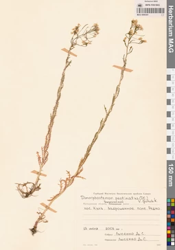 MAG 0006381