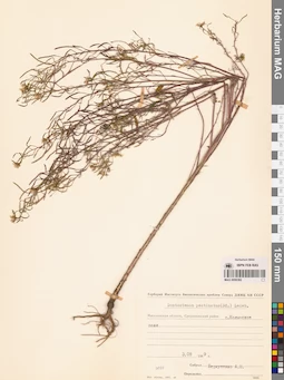 MAG 0006382