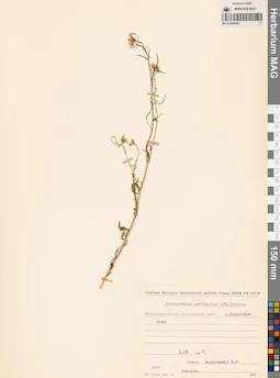MAG 0006383