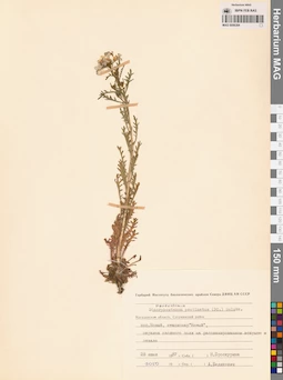 MAG 0006384