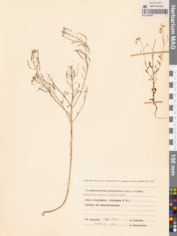 MAG 0006385