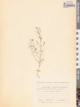 MAG 0006386