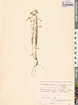 MAG 0006387