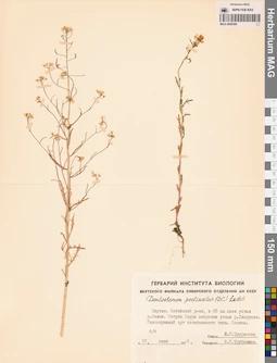 MAG 0006390