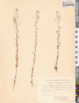 MAG 0006391