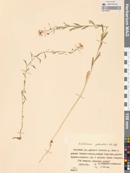 MAG 0006392