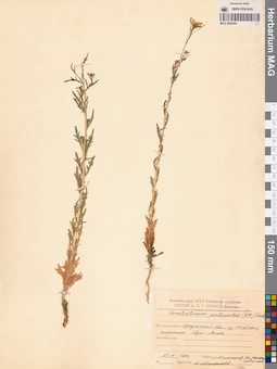 MAG 0006395