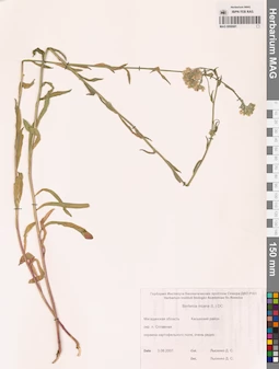 MAG 0006681