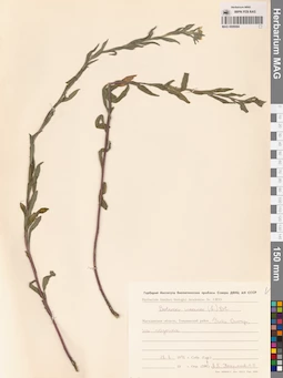 MAG 0006684