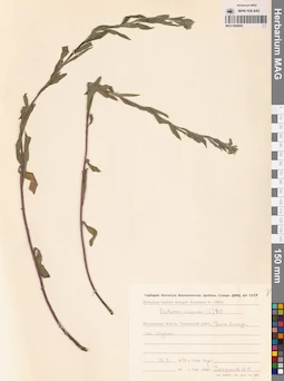 MAG 0006685