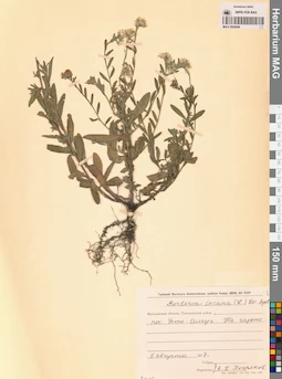 MAG 0006686