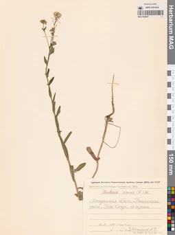 MAG 0006687