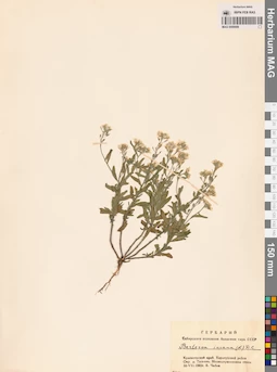 MAG 0006689