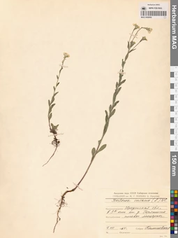 MAG 0006690