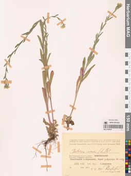 MAG 0006694