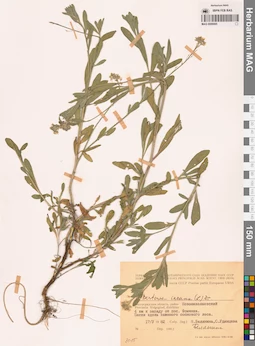 MAG 0006695