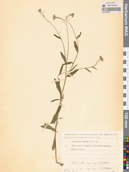 MAG 0006696