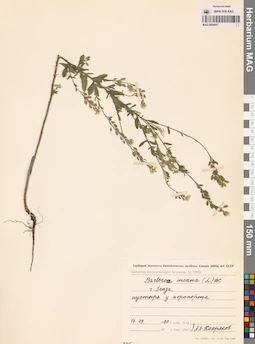 MAG 0006697
